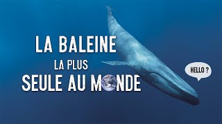 52 HZ LA BALEINE LA PLUS SEULE AU MONDE 🐋 [upl. by Cassidy569]