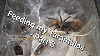 Feeding my Tarantulas  Part 8 [upl. by Bliss154]