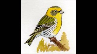 APPRENDRE LES CHANTS DOISEAUX  18 Le Serin cini [upl. by Riamu]