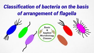 Classification of bacteria on the basis of flagella arrangement  Flagella arrangement in bacteria [upl. by Repsaj625]