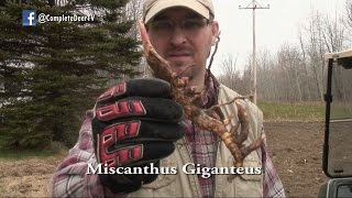 How to Plant Miscanthus Giganteus Ep 16 Revised [upl. by Viveca]