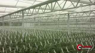 Sandylands Nurseries greenhouse in UK  English Subtitles [upl. by Ahseal967]