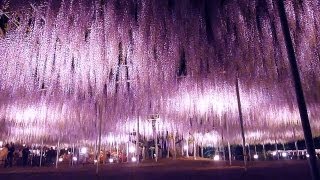 あしかがフラワーパークの大藤 見ごろ（Most Beautiful Wisteria Flowers of The World） [upl. by Romeon]