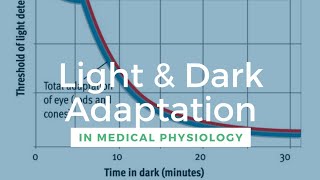 Light amp Dark Adaptation in Medical Physiology [upl. by Grier]