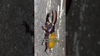 The Mighty Hercules Beetle [upl. by Cahn]