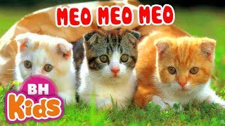 Meo Meo Meo ♫ Chú Mèo kêu meo meo ♫ Nhạc Thiếu Nhi Cho Bé [upl. by Anan]