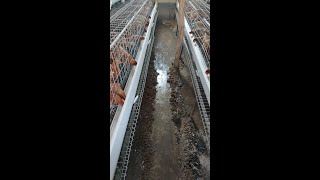 Litter management in Battery Cage System of poultry farming [upl. by Pieter]