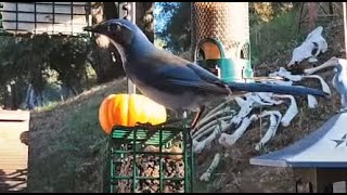 Woodshed Breakfast🐦7 Species LIVE STREAM REPLAY Descanso CA California Mountain Bird Feeder [upl. by Preuss]