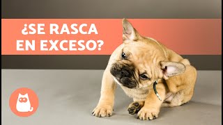 ¿Por qué mi PERRO se RASCA MUCHO 🐶 8 Causas y Qué Hacer [upl. by Muscolo]