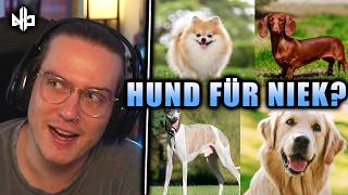 Welcher Hund passt am besten zu Niek 😎  Reaction auf quotBest Dog Videos of the Decadequot  Niekbeats [upl. by Gargan]