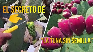 ¿Cómo Producir TUNAS SIN SEMILLAS  La Técnica de la Tuna SIN SEMILLA [upl. by Mohun126]