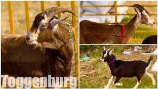 Toggenburg Goats at Memon Goat Farm Vasai [upl. by Avlis]