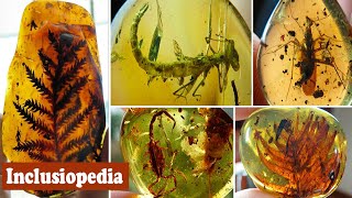 Rare museum grade pieces of burmite amber  Inclusiopedia [upl. by Treva131]