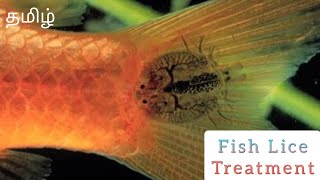 Fish Lice Treatment  Argulus  Goldfish Parasites  தமிழ்  Dorsal Fin [upl. by Ytineres]