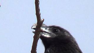 CANTO do ANUPRETO CROTOPHAGA ANI SMOOTHBILLED ANI Anupequeno Anum PÁSSARO SOCIÁVEL [upl. by Airotahs426]