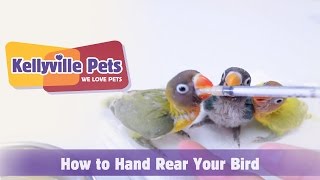 Kellyville Pets  How To Hand Rear Your Bird [upl. by Sheley]