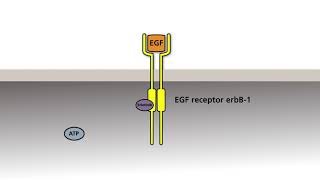 The EGF receptor tyrosine protein kinases and the therapy of tumors with activated EGF receptors 02 [upl. by Hallee]