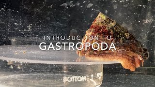 Introduction to Gastropoda [upl. by Sutniuq]