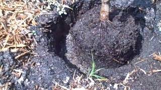 How to plant a Mango Tree in the ground [upl. by Faria]