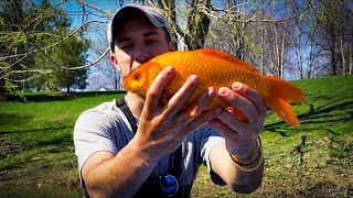 Catching GIANT Goldfish in Sewage Pond [upl. by Eletnahc]