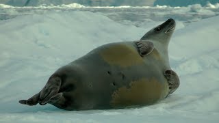 Crabeater and Weddell Seals Neko Harbour [upl. by Ennaira]