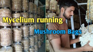 oyster mushroom mycelium running shroomkraftbpchaudharioyestermushroomfarmingmycelliummushrooms [upl. by Haridan]