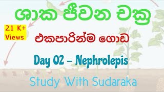 Nephrolepis වතුර වගේ ලියමු [upl. by Fernald242]