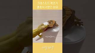 이상한 도마뱀 모음 crestedgecko 크레스티드게코 mourning BANDAI reptiles 파충류 gecko 게코 도마뱀 クレステッドゲッコーゲッコー [upl. by Drawd]