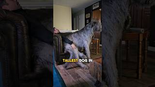 World’s tallest dog breed  Irish wolfhound dog bigdog [upl. by Melessa390]