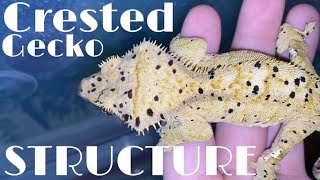 Crested Gecko STRUCTURE Explained EXPOSING BIG BREEDERS [upl. by Ecienaj86]