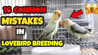 16 COMMON MISTAKES IN LOVEBIRDS BREEDING  AFRICAN LOVEBIRD BREEDING GUIDE  MUNTING IBUNAN [upl. by Nevuer]