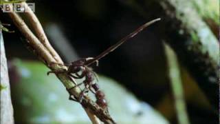 Cordyceps attack of the killer fungi  Planet Earth Attenborough BBC wildlife [upl. by Suiramaj]