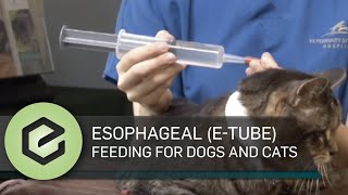 Esophageal ETube feeding for dogs and cats [upl. by Obrien165]