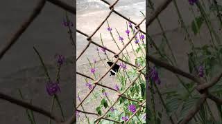 Godrej hillside colony garden butterfly view [upl. by Sneve609]