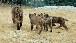 Bobcat Kittens Learning To Hunt [upl. by Leelaj]