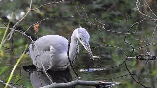 REIGER aan de maaltijd 2 [upl. by Eniamrehs]