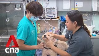 Vet clinics in Singapore forced to increase fees amid soaring costs talent shortage [upl. by Laenej]