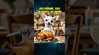 El perrito hambriento 🥘 shortsviral perros mismascotas mascotas chihuahua babypet perros [upl. by Wadsworth]