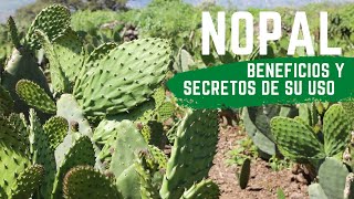 NOPAL COMO SE CONSUME Y PARA QUE SIRVE [upl. by Andy]