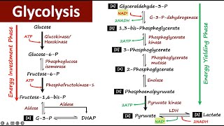 Glycolysis  Carbohydrate Metabolism  Biochemistry [upl. by Akemahs]