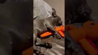 French bulldog snoring loud [upl. by Tremaine]