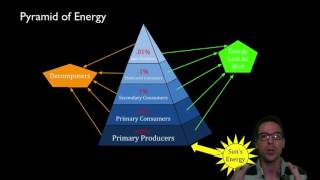 Unit 3 Energetics of Marine Ecosystems Part 2 [upl. by Lemmueu786]