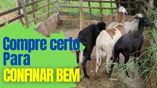 Compre certo seus ovinos para o confinamento [upl. by Ednil]