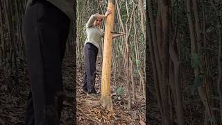 Cinnamon bark is a common Chinese medicinal material [upl. by Jolanta]