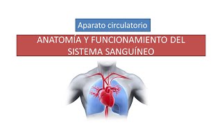 Anatomía y funcionamiento del sistema circulatorio sanguíneo [upl. by Julio352]