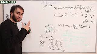 quotالأنسجة المستثارةquot 2 كامن العمل Action potential [upl. by Johnathan]