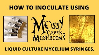 Inoculation using agar needle biopsy 🍄 How to Grow Mushrooms Series 🍄 Mossy Creek Mushrooms [upl. by Ennaej880]