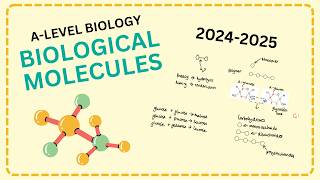 Biological molecules A level biology revision AQA StudeeBright [upl. by Livy]