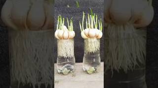 Garlic cultivation at home gardening Idea youtubeshorts [upl. by Machutte]