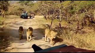 Sasan Gir Jungle Safari [upl. by Aikemal]